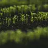 Chinampac, el proyecto sostenible de alumnos Tec de campus Ciudad de México