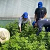 Estudiantes del Tec campus Santa Fe apoyan 5 causas sociales en verano de servicio social