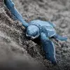 Cría de tortuga marina en playa