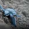 Cría de tortuga marina en playa