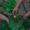 Manos trabajando en un huerto de calabazas.