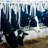 Campo Agro Experimental del Tec Qro premiado por su producción lechera y tecnología