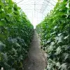 Estudiante diseña biocontrol sustentable en invernadero del Tec de Monterrey campus Querétaro