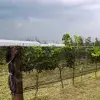 El Tec Campus Querétaro inauguro sistema de operación del viñedo inteligente