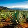 Simposio Agave en el Tec en Guadalajara para analizar la emisión de residuos tequileros.