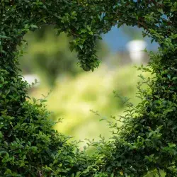 Corazón formado por un arbusto (Photo by Alena Koval - Pexels)