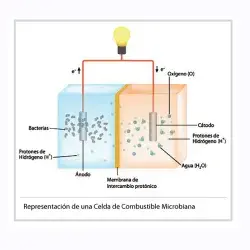 Celda de combustible microbiana
