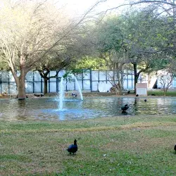 Patos