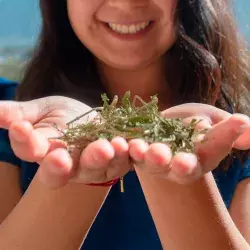 Muestra de plantas cultivadas y recolectadas por comunidades indígenas con las que se hacen los tés de Tezi 