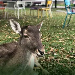 Fauna da vida al Campus Monterrey y esperará tu regreso