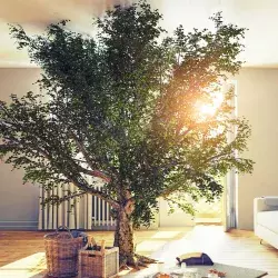 Árbol en el interior de una casa