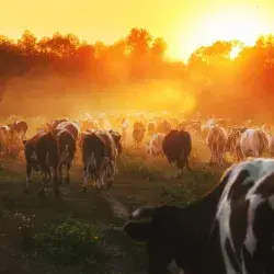 Limu es una alternativa en la alimentación para vacas
