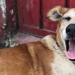 Perro rescatado por dogminique