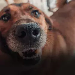 Alumna del Tec de Monterrey rescata y brinda hogar a perros en situación de calle.