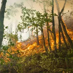 Los incendios forestales son más recurrentes por la crisis climática