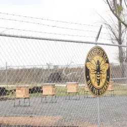 Tec campus Querétaro inaugura Beekeepers Tec, un apiario estudiantil donde se trabajan con abejas mieleras.