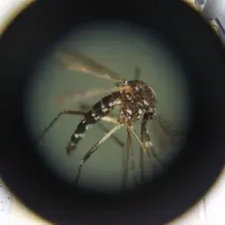 Mosquito transmisor vector dengue, síntomas, medidas de prevención
