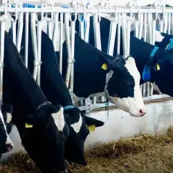 Campo Agro Experimental del Tec Qro premiado por su producción lechera y tecnología
