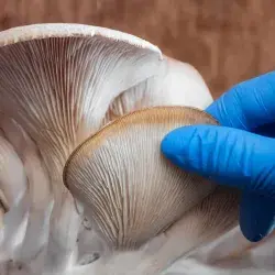 Por el clima: alumnos Tec ganan reto sostenible con cultivo de hongos