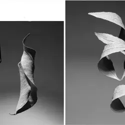 Creativity! Professor wins international photography award