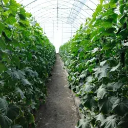 Estudiante diseña biocontrol sustentable en invernadero del Tec de Monterrey campus Querétaro