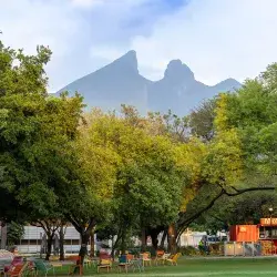 Árboles en el Tec