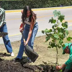 Comunidad de PrepaTec Santa Fe planta árbol de manitas, especie amenazada