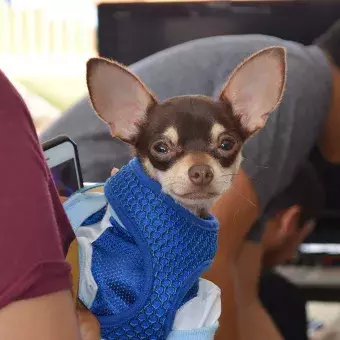 Los alumnos diseñaron casas para mascotas