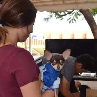 Los alumnos diseñaron casas para mascotas