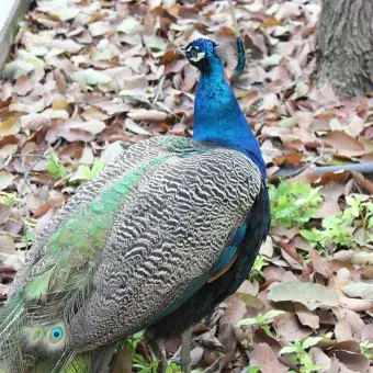 Pavorreal