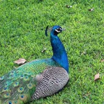 Pavorreal en el césped