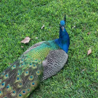 Pavorreal en el césped