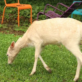 Venado comiendo césped