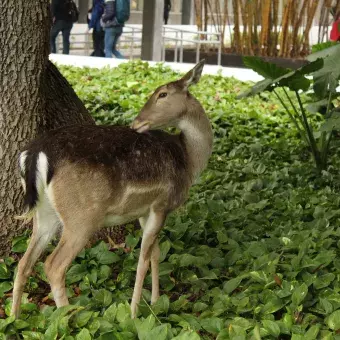 Venado