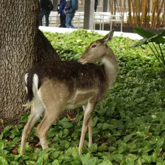 Venado