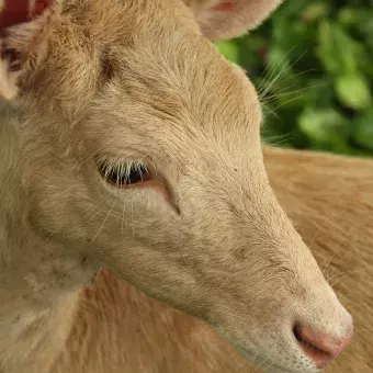 Cara de venado