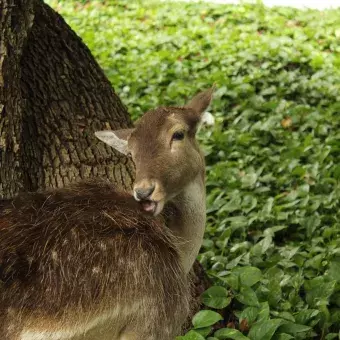 Venado