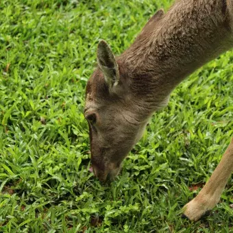 Venado comiendo pasto