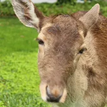 Venado