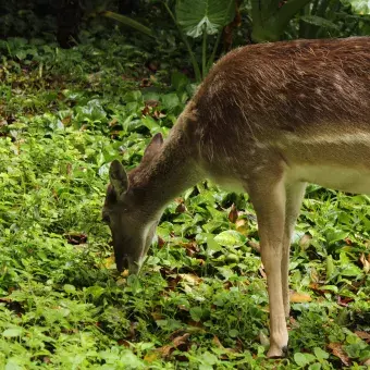 Venado comiendo pasto