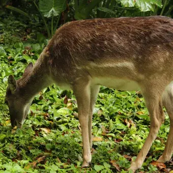 Venado comiendo pasto