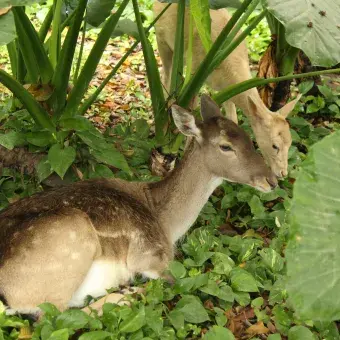 Venado en el pasto