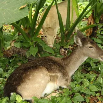 Venado en el pasto