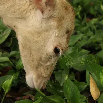 Venados comiendo pasto