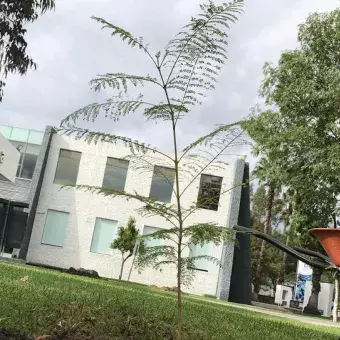 Una jacaranda, plantada en su nuevo hogar.