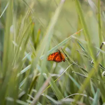 Esta especie inicia su viaje en el sur de Canadá.
