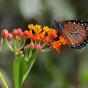 La mariposa monarca desempeña el papel de bioindicador.