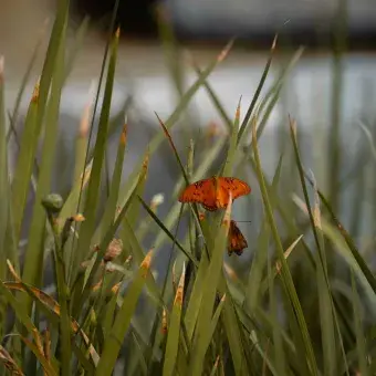 Vuelan hacia áreas naturales en Michoacán y Estado de México.