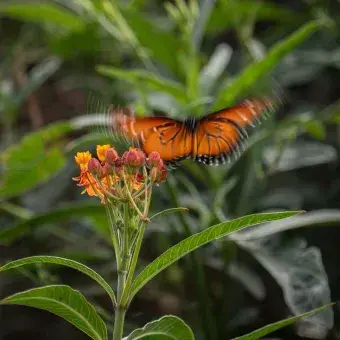 La vegetación del parque está compuesta por especies regionales.