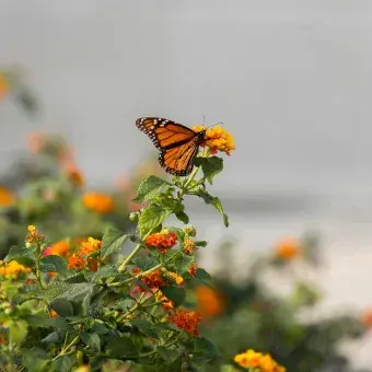 La mariposa monarca recorre cerca de 5 mil kilómetros.